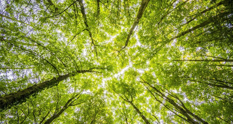 Presentata proposta di legge per l’uso curativo della cannabis